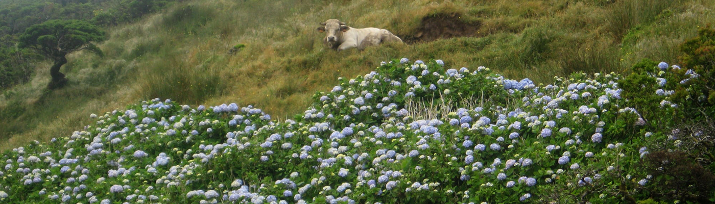 hillside with hortensias and cow
